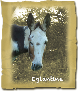 Eglantine