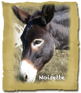 Noisette