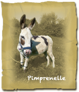 Pimprenelle