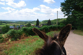 Jolie vue entre les oreilles